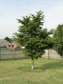 This beautiful Elm tree is a great accent for any yard.