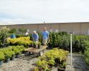 Jake and Chase are hard at working loading shrubs for a customer.