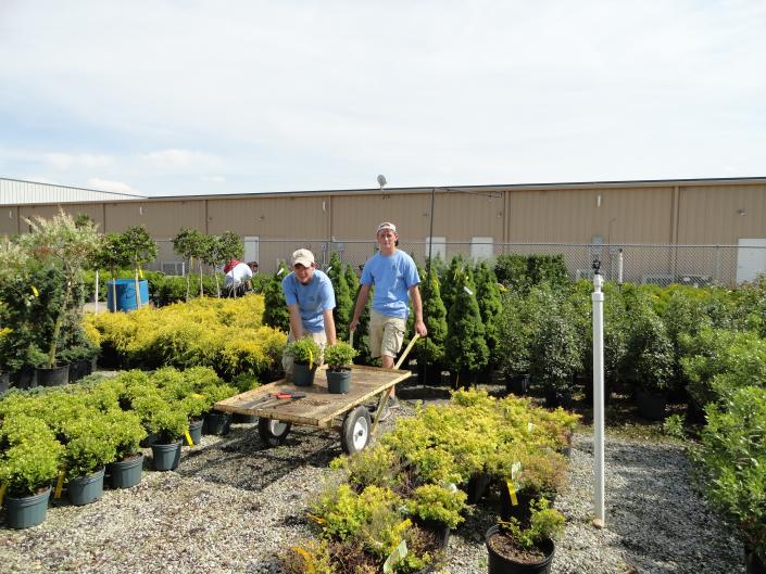 Jake and Chase are hard at working loading shrubs for a customer.