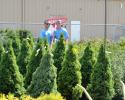 Jacob and Chase are working in the shrub area keeping the lot nice and organized