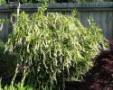 Lovely white blooming shrub. Adams Nursery & Landscaping has this and other flowering shrubs that do well in Northeast AR and the Bootheel of MO.