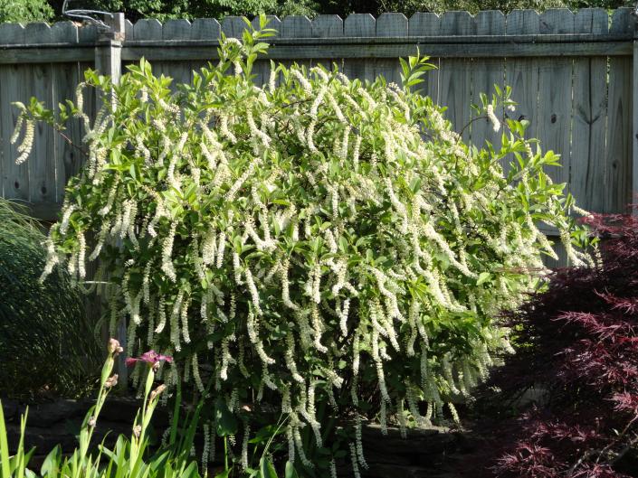Lovely white blooming shrub. Adams Nursery & Landscaping has this and other flowering shrubs that do well in Northeast AR and the Bootheel of MO.