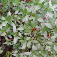 This azalea's leaves have turned white with a lacy pattern as the result of an attack by lacy bug.