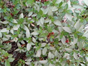 This azalea's leaves have turned white with a lacy pattern as the result of an attack by lacy bug.