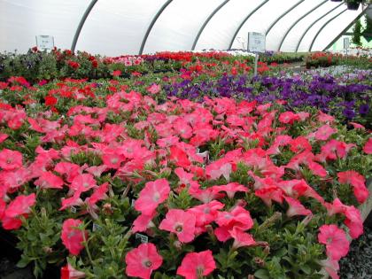 These pink wave petunias and other annual flowers will add constant color to your landscape through the spring and summer months. 