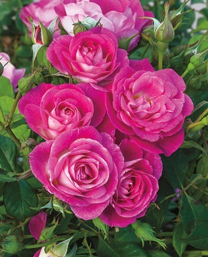 NOT AVAILABLE FOR THE 2023 SEASON. These disease-resistant floribunda roses give you more bang for your bloom. With Easy To Please, not only are you getting a high-performing rose in multiple climates, but you are also getting a multitude of classic spiraled flowers on a bush for which the disease resistance surpasses many landscape Shrubs. What else are we missing to make this rose a crowd-pleaser? Nothing, as a moderate clove fragrance completes this SUPER flowerful, upright and vigorous plant to near perfection! *Color - Fuchsia pink with lighter reverse * Height - Medium-tall *Habit - Upright *Bloom Size - Medium, around 2½-3 inch diameter, in medium-sized clusters *Petal Count - 20 to 30 *Fragrance -  Moderate clove with hints of cinnamon