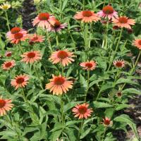 This showy perennial is sometimes considered an herb.