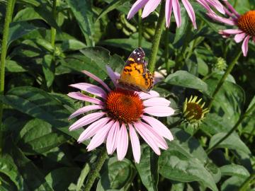 Echinacea are wonderful for butterfly gardens. This hardy perennial is drought tolerant and sun-loving.
