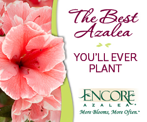 Encore Azaleas are a multiple blooming Azalea. They will bloom up to three times a year.