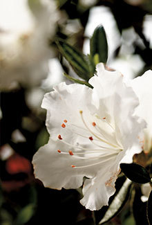 This Autumn Angel Encore Azalea's dark glossy green foliage accentuates the 3" single pure white blooms. With a height and spread of 3', this white azalea makes a great shrub for mass planting as well as an accent plant. Hardy in zones 7, 8, 9 it does work for Northeast AR and Southeast MO. Azalea x 'Robleg' is patented -  PP#15227 *Photo was provided by www.encoreazalea.com. Status: available at Adams Nursery & Landscaping in Paragould AR.