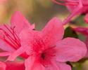 This dainty Autumn Cheer Encore Azalea is prefect for petite gardens where space is an issue. The single 1.25" blooms may be small, but they pack a big punch on the 3' height with a 3.5" spread shrub. Whether you plant this pink azalea in mass or as a single plant, it is a must have for any garden. Hardy in zones 6a, 6b, 7, 8, 9, they are a proved performer in Northeast Ar and Southeast MO. Azalea x 'Conlef' is patented - PP#10579. This photo was provided by www.encoreazalea.com. Status: available at Adams Nursery & Landscaping in Paragould AR.