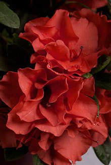 Autumn Embers Encore Azalea adds pizzazz with it's fiery color. This red azalea proves big things come in small packages. With it's 3' height and 3.5' spread, it adds spectacular accent by itself or in mass plantings. The semi-double 2.5" blooms are as showy from afar as they are up close. Hardy in zones 6b, 7, 8, 9. This plant is a proven performer for Northeast Ar and Southeast MO. Azalea x 'Conleb' is patented: PP#10581. Photo provided by www.encoreazaela.com. Status: available at Adams Nursery & Landscaping in Paragould AR.