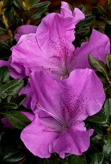 Bred for cold tolerance and a rounded growth, the Autumn Lilac Encore Azalea adds a distinctiveness to any garden. The evergreen foliage is the perfect backdrop for the dazzling lavender blooms with dark purple freckles. With a 3' height and 3.5' spread, this purple azalea can be used in mass plantings for a stunning appearance. The single 2" blooms  are showy. This plant is hardy in zones 6a, 6b, 7, 8, 9 - making this azalea excellent for Northeast AR and Southeast MO. Azalea x 'Robles' is pateneted - PP#22762. Photo was provided by www.encoreazalea.com. Status: available at Adams Nursery & Landscaping in Paragould AR.