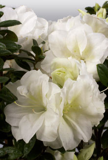 Autumn Moonlight Encore Azalea with it's ruffled flowers it is a must for white azalea lovers. At a 5' height and 4' spread, this upright azalea is a desirable foundation plant. The 2.5" semi-double blooms give the azalea a distinct look. Hardy in zones 7, 8, 9. Northeast Ar and Southeast MO will do well with this azalea. Azalea x 'Mootum' is patented -  PP#18416. This photo was provided by www.encoreazalea.com. Status: Available at Adams Nursery & Landscaping in Paragould AR.