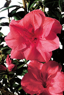 Autumn Princess Encore Azalea is a wonder to behold all year. Light green foliage and ruffled blooms in the spring, summer and fall should be enough to make this pink azalea a must have, but there is more. The striking purple winter foliage adds yet another reason why you need this azalea. A mass planting of this dwarf azalea (3.5' height and 3' spread) give even the most mundane space a punch of vibrancy. With it's 2" semi-double blooms, it can stand on alone and still be the landscapes shining star. Hardy in zones 6b, 7, 8, 9. This azalea rocks the landscapes in Northeast AR and the Bootheel of MO. Azalea x 'Roblea' is patented - PP#12142. Photo provided by www.encoreazalea.com. Status: available at Adams Nursery & Landscaping in Paragould AR.