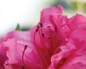 Autumn Rouge Encore Azalea boast a dark lush foliage as it should. This foliage provides a sensational backdrop for the semi-double 2" blooms. This pink azalea at 4' in height with a 4.5' spread adds a splash of color to any landscape. It works well in mass pantings or as a stand alone. Hardy in zones 6b, 7, 8, 9. It is a proven perfomrer through out Northeast AR and the Bootheel of MO. Azalea x 'Conlea' is patented - PP#10438. Photo provided by www.encoreazalea.com. Status: available at Adams Nursery & Landscaping in Paragould AR.