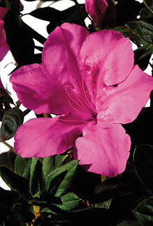 Neon blooms give Autmun Sangria Encore Azalea the advantage over other pink azaleas. With a 4.5' height and 4' spread this fast growing and vibrant azalea can be used in a variety of landscape settings from mass plantings to foundation plant to accent plant. The large 3.5" single blooms are as intense from afar as they are up-close.  Hardy in zones 6a, 6b, 7, 8, 9. A solid performer for Northeast AR and the Bootheel of MO. Azalea x 'Roblee' is patented - PP#15077. This photo provided by www.encoreazalea.com. Status: available at Adams Nursery & Landscaping in Paragould AR.