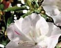 Autumn Starlight Encore Azalea's speckled blooms gives y a little something extra. This bi-color azalea is a fast growing plant with a beautiful 3" single bloom. Subtle elegance is displayed with the pure white bloom with a twinkle of pink. With a 3.5' height and 4' spread this azalea is the showiest when planted in mass. Hardy in zones 7, 8, 9. It a great options for Northeast AR and the Bootheel of MO landscapes. Azalea x 'Roblem' is patented - PP#15043. Photo provided by www.encoreazalea.com. Status: available at Adams Nursery & Landscaping in Paragould AR.