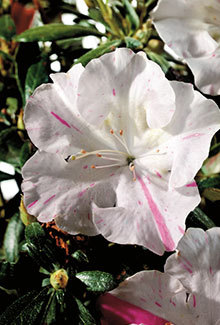 Autumn Starlight Encore Azalea's speckled blooms gives y a little something extra. This bi-color azalea is a fast growing plant with a beautiful 3" single bloom. Subtle elegance is displayed with the pure white bloom with a twinkle of pink. With a 3.5' height and 4' spread this azalea is the showiest when planted in mass. Hardy in zones 7, 8, 9. It a great options for Northeast AR and the Bootheel of MO landscapes. Azalea x 'Roblem' is patented - PP#15043. Photo provided by www.encoreazalea.com. Status: available at Adams Nursery & Landscaping in Paragould AR.
