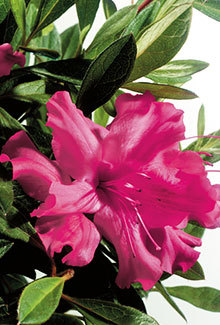 With reddish winter foliage and vibrant blooms in spring, summer and fall, Autumn Sundance Encore Azalea is beauty year round. This pink azalea may be considered a dwarf (3.5' height and 4' spread) but there is nothing small about 3" single blooms. Great in mass plantings or as a stand alone this azalea will add character to any landscape. Hardy in zones 6a, 6b, 7, 8, 9. It performs well for Northeast AR and the Bootheel of MO. Azalea x 'Roblef' is patented - PP#16184. Photo provided by www.encoreazalea.com.   Status: available at Adams Nursery & Landscaping in Paragould AR.