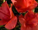 The compact growth and red color makes Autumn Sunset ideal for any landscape location. With a 3' height and 3.5' spread along with 2.5" semi-double blooms, this red azalea is a favorite of landscapers and home owners. Hardy in zones 6a, 6b, 7, 8, 9. This azalea is a solid performer in Northeast Ar and the Bootheel of MO. Azalea x 'Roblen' is patented - PP#16248. Photo provided by www.encoreazalea.com. Status: available at Adams Nursery & Landscaping in Paragould AR.