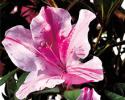 With large bi-color blooms, Autumn Twist Encore Azaleas really do offer a unique landscaping option. This fast growing purple bi-color azalea can reach a height of 4.5' with a 4' spread with 3" single blooms. You can use this azalea as a foundation plant or an accent plant.  Azalea x 'Conlep' is patented - PP#12133. Photo provided by www.encoreazalea.com. Status: Available at Adams Nursery & Landscaping in Paragould AR.