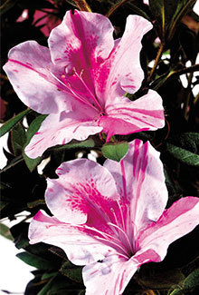 With large bi-color blooms, Autumn Twist Encore Azaleas really do offer a unique landscaping option. This fast growing purple bi-color azalea can reach a height of 4.5' with a 4' spread with 3" single blooms. You can use this azalea as a foundation plant or an accent plant.  Azalea x 'Conlep' is patented - PP#12133. Photo provided by www.encoreazalea.com. Status: Available at Adams Nursery & Landscaping in Paragould AR.