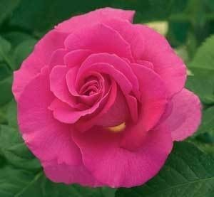 NOT AVAILABLE FOR THE 2023 SEASON, Giant is definitely what this hybrid tea rose is with its monstrous rose-pink buds & blossoms. Radiant pink blooms nestled against unusually light green leaves perch atop long stems make this rose the ultimate cut flower. This rose has the following characteristics:   *Color - Vibrant Pink with a Golden Glow   *Height - Medium to Tall   *Habit - Upright to Slightly Spreading   *Bloom Size - Very Large (double)   *Petal Count - 25 to 30   *Fragrance - Mildly Fruity   (this photo provided by Weeks Roses) 