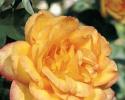 This vigorous Grandiflora provides a constant supply of yellow blooms on low thorn stems with a fruity fragrance. A great addition to any rose garden. This yellow rose has the following characteristics:   *Color - Golden Yellow suffused with Orange   *Height - Very Tall   *Habit - Upright   *Bloom Size - Medium to Tall (double)   *Petal Count - 30 to 35   *Fragrance - Rich Fruity    
