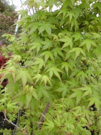 Photo of a green leaf Japanese Maple.