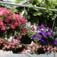 An assortment of hanging flower baskets.