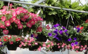 An assortment of hanging flower baskets.