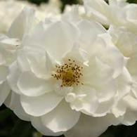 Iceberg White Rose