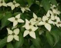 Picture of Dogwood blooms