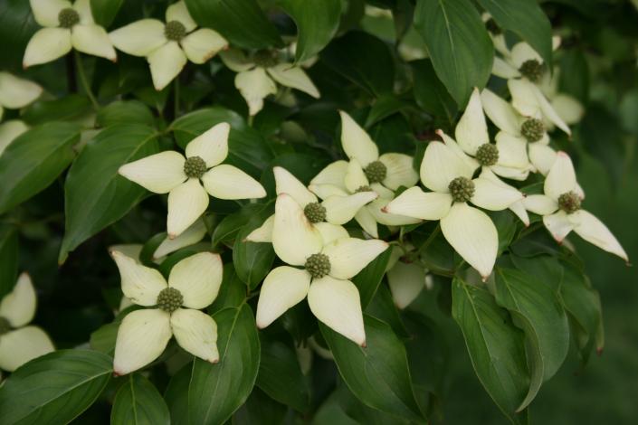 Picture of Dogwood blooms