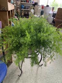 Asparagus fern basket on a stand.