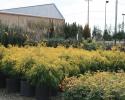 Photo of shrubs at Adams Nursery that will add a touch of yellow to your landscape.