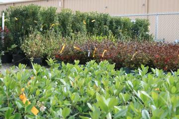 Photo of several different kinds of shrubs that can be used for landscaping in Paragould and Northeast Arkansas as well as the  Bootheel of Missouri.