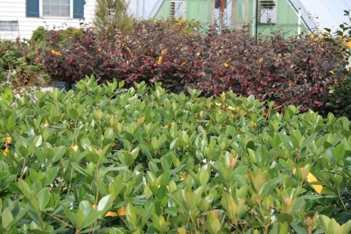 Picture of shrubs at Adams Nursery & Landscaping located in Paragould AR