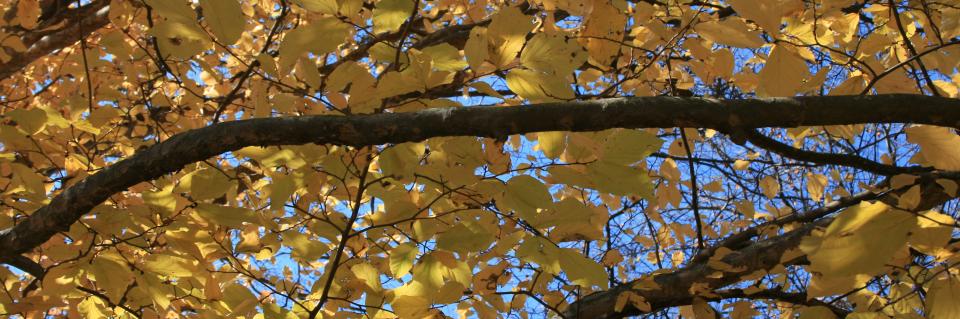 Beautiful fall foliage is an added benefit to the usefulness of a shade tree.