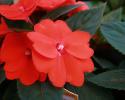 SunPatiens (Impatiens hybrid) aren