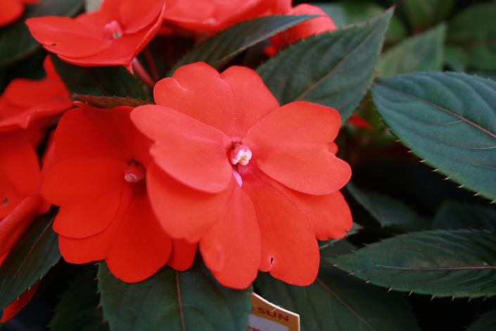 SunPatiens (Impatiens hybrid) aren