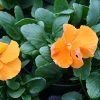 Pansy-Matrix Spring Orange