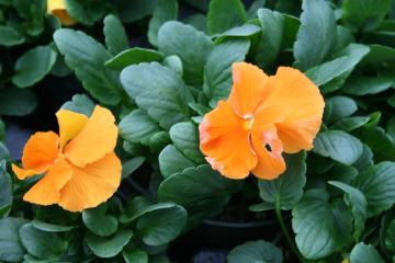 Pansy-Matrix Spring Orange