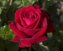 This red hybrid tea rose with its clear bright red blooms is vigorous and hardy. *Color: Clear Bright Red *Height:Medium-low *Habit: Bushy *Bloom Size: Large & Fully Double *Petal Count: 35 to 40 *Fragrance: Slight (photo provide by Weeks Roses) 