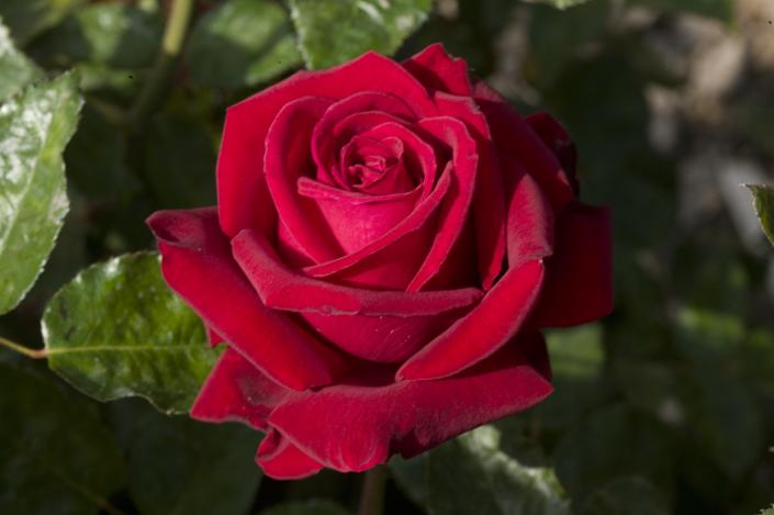 This red hybrid tea rose with its clear bright red blooms is vigorous and hardy. *Color: Clear Bright Red *Height:Medium-low *Habit: Bushy *Bloom Size: Large & Fully Double *Petal Count: 35 to 40 *Fragrance: Slight (photo provide by Weeks Roses) 