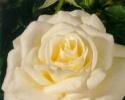 This white hybrid tea rose boast slow-opening fragrant blooms that stand up against hot weather.  This white rose has the following characteristics:   * Color - Greenish White   *Height - Medium   *Habit - Bushy   *Bloom Size - large (very full)   *Petal Count - 40 to 45   *Fragrance - Moderate Licorice