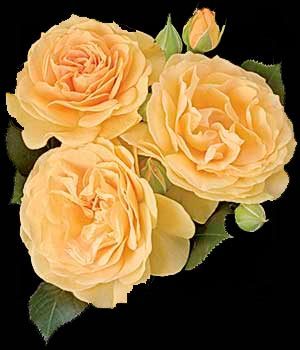 With its buttery gold color and licorice candy fragrance this floribunda is a must have for any garden. The super glossy leaves showcase the yellow blooms in this consistent, hardy & floriferous rose which does well in all climates. The characteristics of this yellow rose are:   * Color - Butter Gold   *Height - Medium   *Habit - Very Rounded & Bushy   *Bloom Size - Medium (very full, old fashioned)   *Petal Count: 35 plus   *Fragrance - Strong (licorice candy & spice)   (This yellow rose picture provided by Weeks Roses)
    *
    
