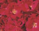 
Rose Name: 
Knock Out® 

Cultivar: 
RADrazz 

Patent #: 
11,836  

Class:  
Shrub 

Flower Color:  
Light red to deep pink 

Fragrance:  
Light tea 

Bud Form:  
  

Flower Form:  
Single 

Flower Size:  
Medium 

Petal Count:  
5 to 7 

Stem Length:  
  

Plant Habit:  
Bushy 

Growth Habit:  
Medium/Rounded 

Foliage Color:  
  

Disease Resistance: 
  

Hybridizer:  
Radler—2000 

Parentage:  
Carefree Beauty seedling x Razzle Dazzle seedling 

Introduced By:  
Conard-Pyle Co. 

AARS Winner: 
2000 
