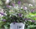 Lo & Behold 'Blue Chip' Butterfly Bush is fantastic blooming shrub. This non-invasive, compact, drought-tolerant, reblooming Buddleia also sports a very fragrant flower. The long blooming flowers do not necessarily need to be deadheaded making it a virtually carefree plant. Plant this in your garden and you'll attract not only butterflies but hummingbirds, and bees. this plant is deer resistant.